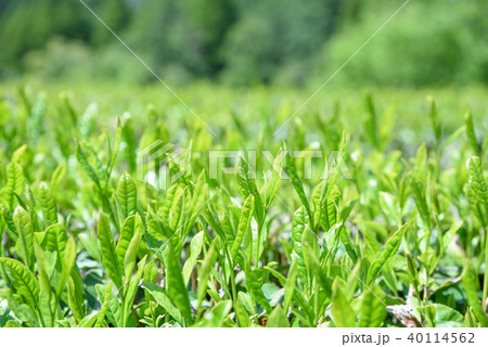 お茶　茶畑　新葉　一芯二葉　朝イメージ 40114562