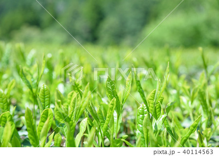 お茶　茶畑　新葉　一芯二葉　朝イメージ 40114563