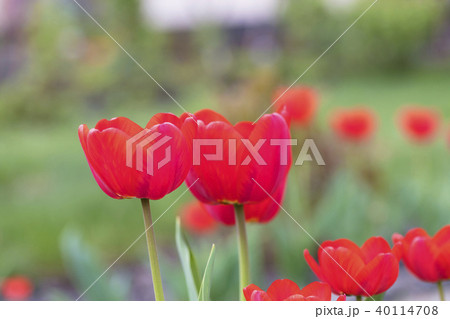 Beautiful red tulips against a background of green Beautiful red tulips against a background of green 40114708