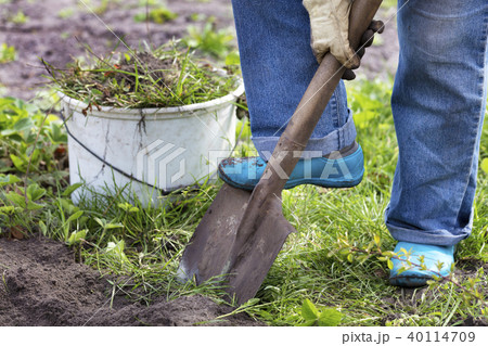 farmer digs a garden and removes weeds 40114709