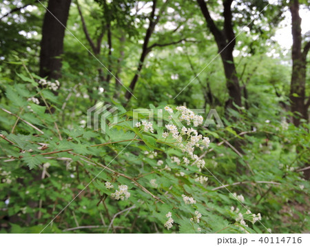 コゴメウツギ　 40114716