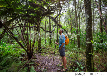 Hike in jungle 40114926