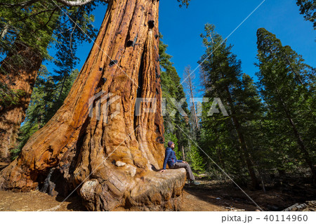 Sequoia 40114960