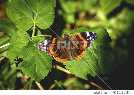 Red Admiral butterfly in a green garden Red Admiral butterfly in a green garden 40115330