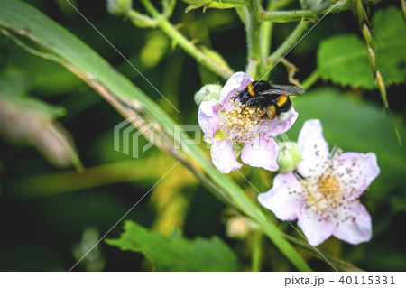 Bumblebee on a white flower in a garden 40115331