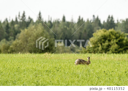 Hare on a green meadow in the spring 40115352