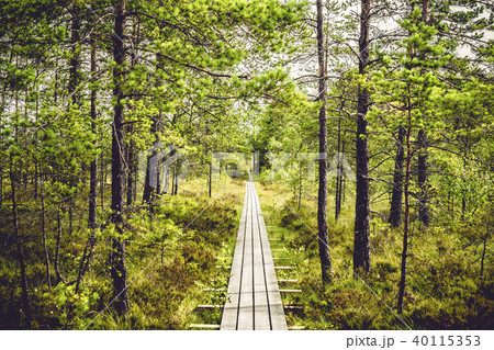 Wooden hiking trail in a pine forest Wooden hiking trail in a pine forest 40115353