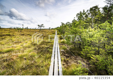 Trail of wooden planks on a swamp area Trail of wooden planks on a swamp area 40115354
