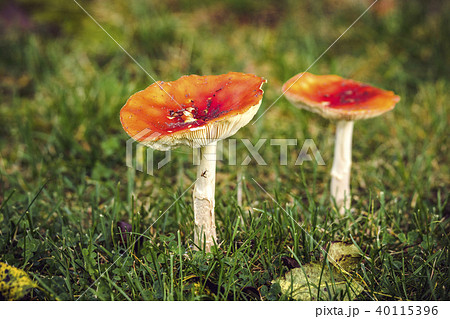 Amanita Muscaria mushroom on a lawn in the fall 40115396