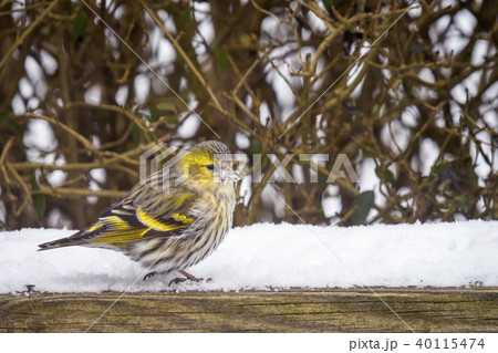Eurasian Siskin in a garden with snow 40115474