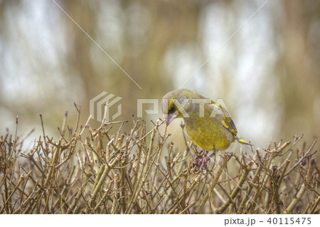 European greenfinch on a hedge in the fall 40115475