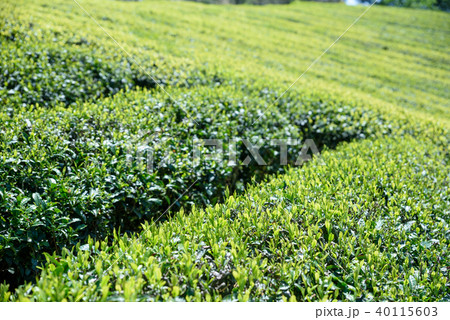新葉の綺麗な茶園　茶畑 40115603