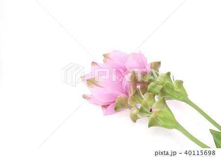 クルクマ クルクマ 40115698