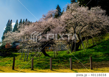 飛騨 一之宮 臥龍桜 40116038