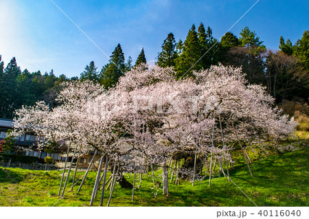 飛騨 一之宮 臥龍桜 40116040