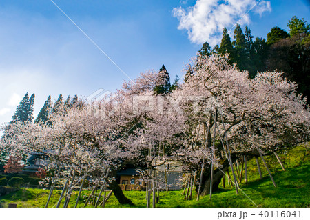 飛騨 一之宮 臥龍桜 40116041