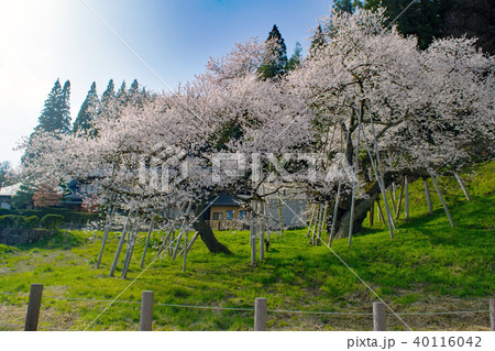 飛騨 一之宮 臥龍桜 飛騨 一之宮 臥龍桜 40116042