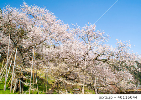 飛騨 一之宮 臥龍桜 40116044