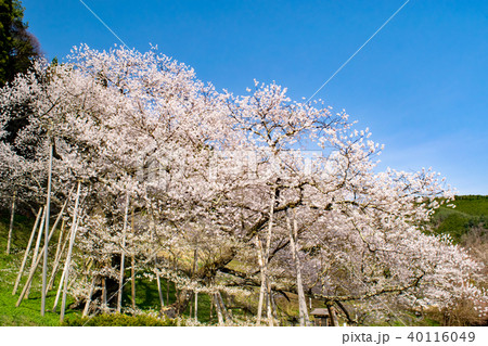飛騨 一之宮 臥龍桜 40116049