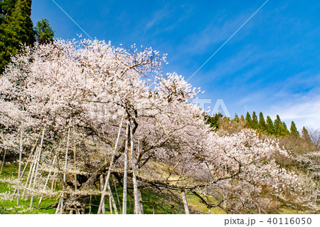 飛騨 一之宮 臥龍桜 40116050