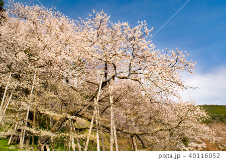 飛騨 一之宮 臥龍桜 40116052