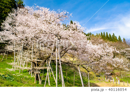 飛騨 一之宮 臥龍桜 40116054