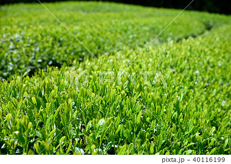 新葉の綺麗な茶園　茶畑 40116199