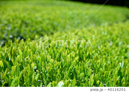 新葉の綺麗な茶園　茶畑 40116201