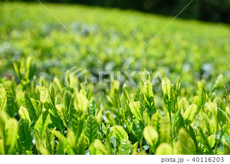 新葉の綺麗な茶園　茶畑 40116203