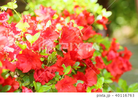 紅つつじの花 紅つつじの花 40116763