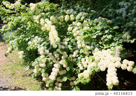 オオデマリの花の写真素材