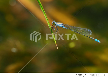 クロイトトンボ(オス) クロイトトンボ(オス) 40116994