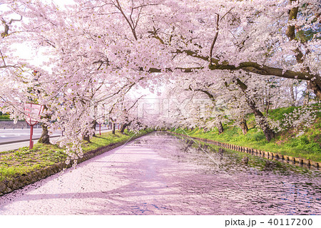 弘前公園の桜　外堀　花筏 40117200