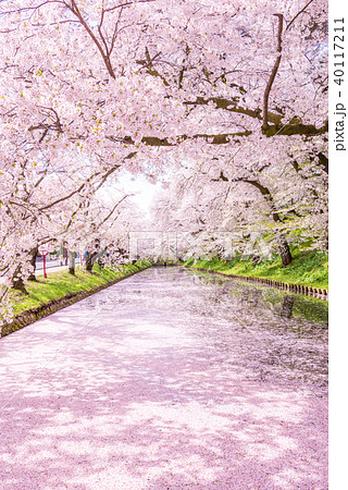 弘前公園の桜 外堀 花筏 弘前公園の桜 外堀 花筏 40117211