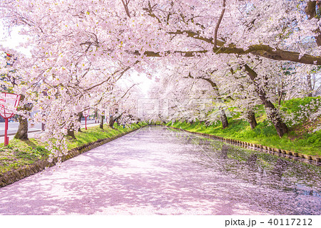 弘前公園の桜　外堀　花筏 40117212