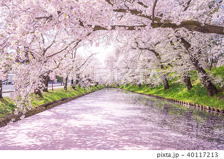 弘前公園の桜　外堀　花筏 40117213