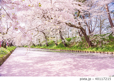 弘前公園の桜 外堀 花筏 弘前公園の桜 外堀 花筏 40117215