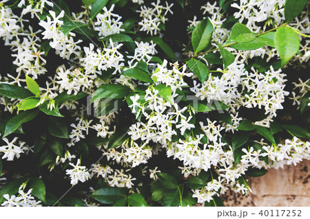 Spring flowers in Israel. Close up shot. 40117252