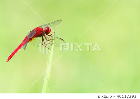 ショウジョウトンボ（オス） 40117293