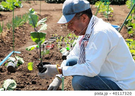 なすの苗を植える男性の写真素材