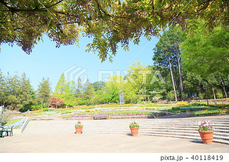 新緑の植物園 40118419