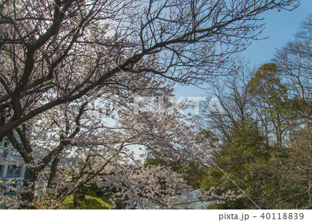松江城山公園の春 松江城山公園の春 40118839