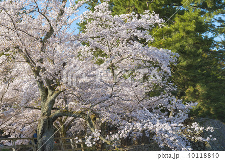 松江城山公園の春 松江城山公園の春 40118840