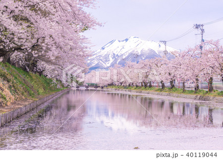 弘前公園の桜 岩木山 弘前公園の桜 岩木山 40119044
