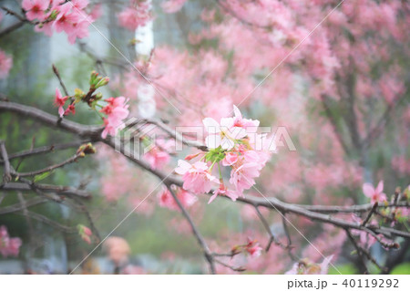 a cherry flower close up at spring time at hk a cherry flower close up at spring time at hk 40119292