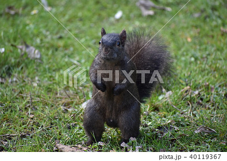 黒リス（立ちポーズ） 40119367
