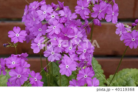 サクラソウ　09 40119368