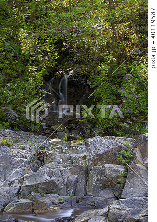 風景 チョウセンヤマツツジ ダルグン谷 40119587