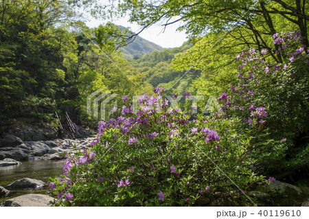 智異山 南原市 全北 40119610