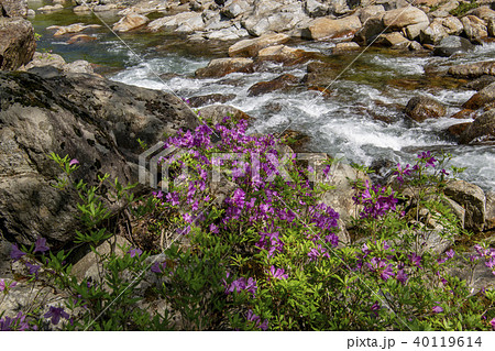 チョウセンヤマツツジ 花 ベムサゴル 40119614